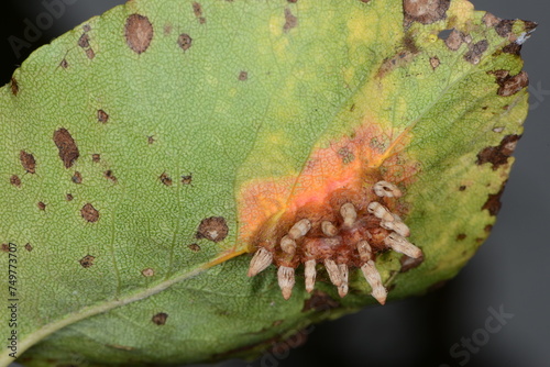 Birnengitterrost,  Gymnosporangium sabinae, Schadbild auf der Blattunterseite photo