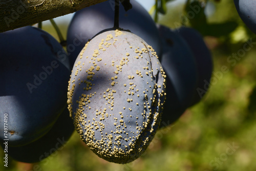 Moniliafäule,  Monilia fructigena an Pflaume, Zwetschge photo