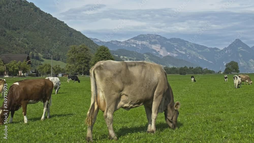 Cows are grazing on a meadow. Cattle cow pasture in a green field. Dairy cattle at pasture on hill in rural. Cattle Breed pasture on grass field. Brangus Cattle in natural pasture. Pastures cow. Cows are grazing on a meadow. Cattle cow pasture in a green field. Dairy cattle at pasture on hill in rural. Cattle Breed pasture on grass field. Brangus Cattle in natural pasture. Pastures cow.