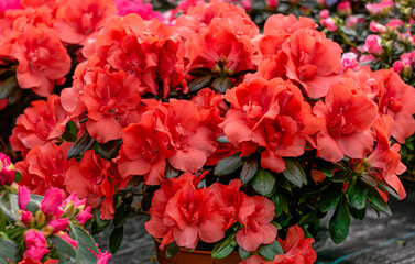 Acrylglasbilder Azalee Rote Azaleen im Blumentopf  © lizaveta25