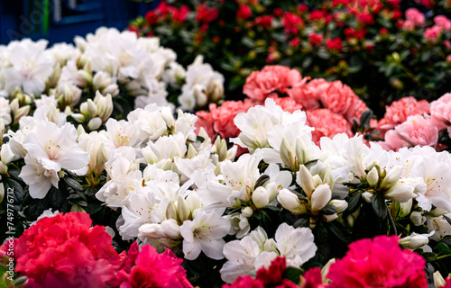 Multi-colored azalea flowers in flower pots in a greenhouse. © lizaveta25