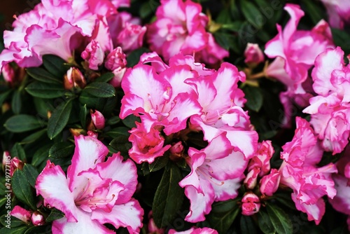 pink and white flowers