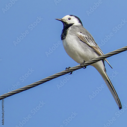 A white wagtail, Motacilla alba, sits on an electric wire © fotosenukas