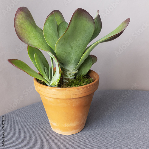 Green and purple desert cabbage Kalanchoe tetraphylla plant on clay gray background