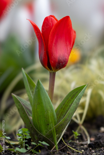 Rote Tulpen im Frühling