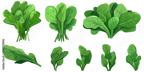 flat art collection of spinach isolated on a white background as transparent PNG
