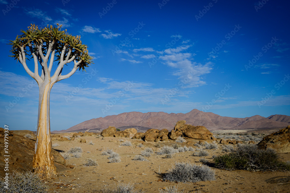 Quiver tree in the Namib desert