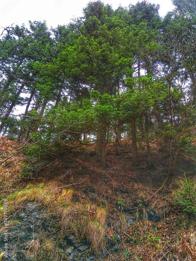 trees in the forest. Pinus.