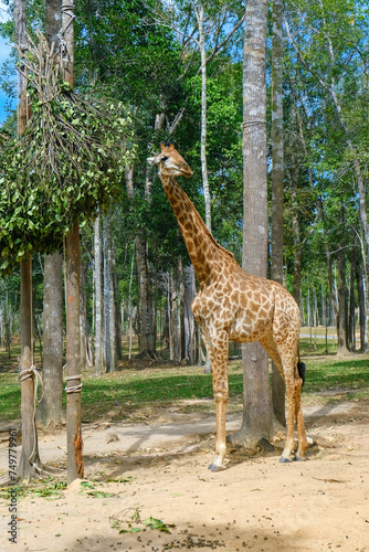 tall giraffes stand among the trees
