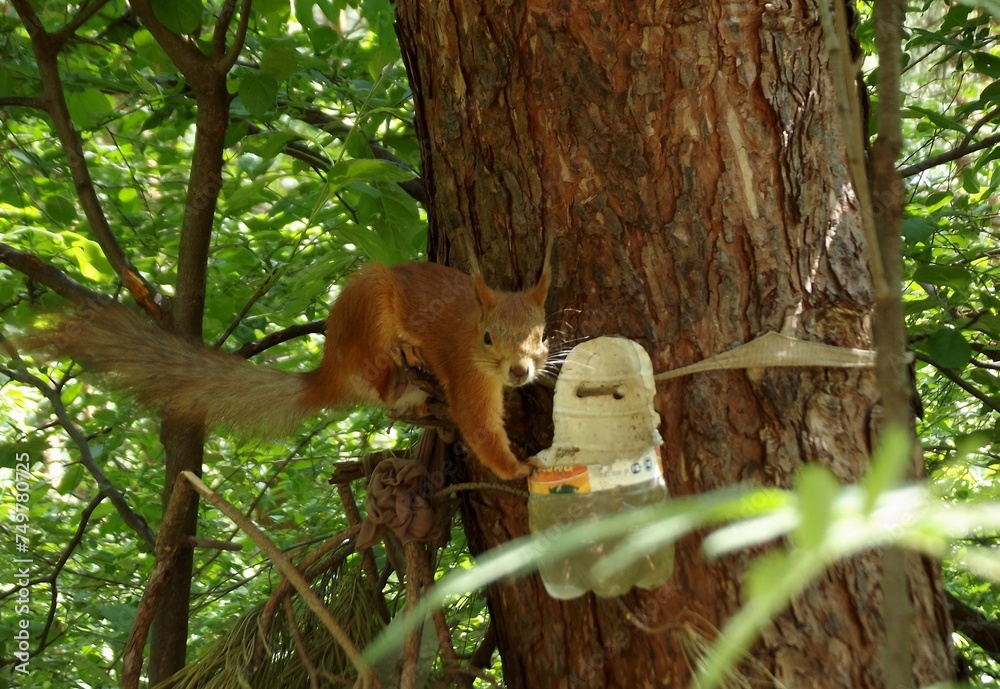 Obraz premium Squirrel on a tree near a drinking bowl with water among green foliage in a forest.
