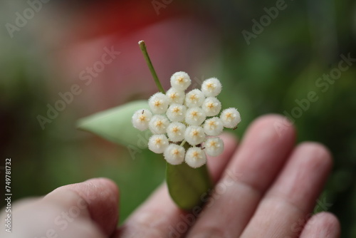 hoya lacunosa on hand zoom in blurry background