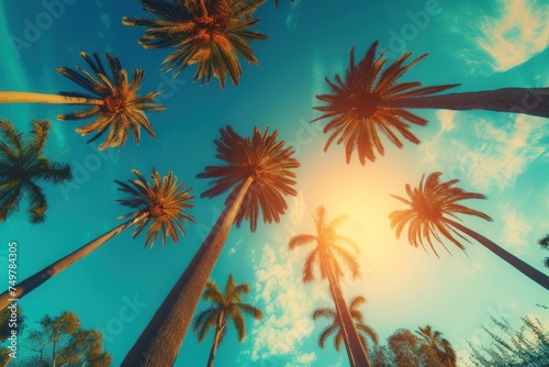 Tropical Paradise  Sunlit Palm Trees  A Sky Full of Green Leaves  The Blue and Yellow Sky.