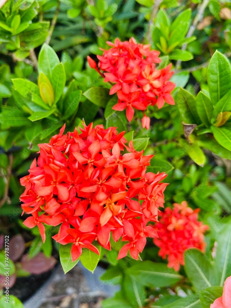 photo of beautiful red flowers