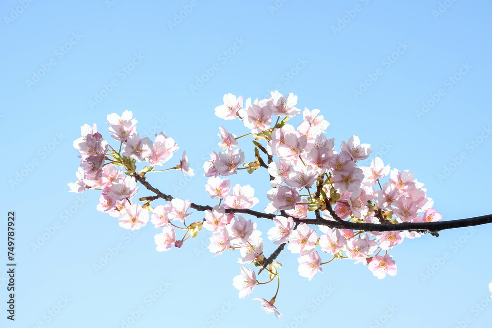 早咲きの河津桜の花が咲く。早春の日差しに照らされてキラキラと輝く花びら。 早咲きの河津桜の花が咲く。早春の日差しに照らされてキラキラと輝く花びら。