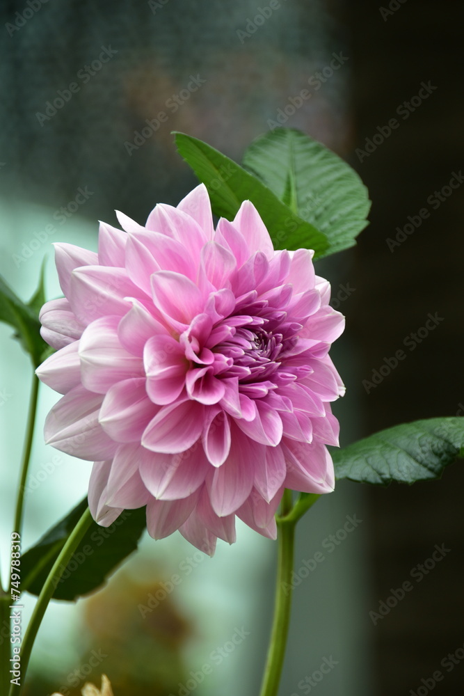 Fototapeta premium pink dahlia flower