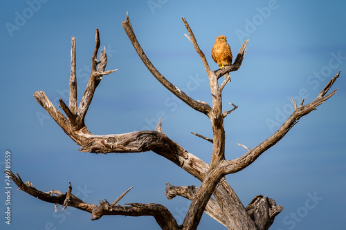 Greter kestrel perched in a dead tree © Shumba138