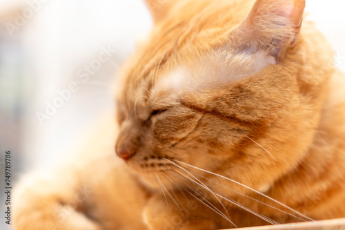 Fototapeta Naklejka Na Ścianę i Meble -  目を瞑って寝る直前の虎柄の猫