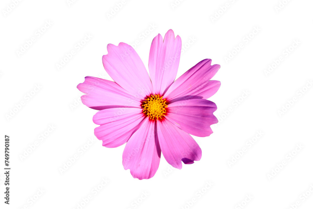 pink cosmos flower isolated on white background. pink cosmos flower isolated on white background.