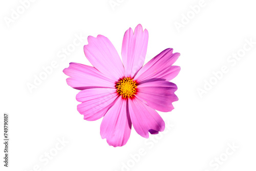 pink cosmos flower isolated on white background.