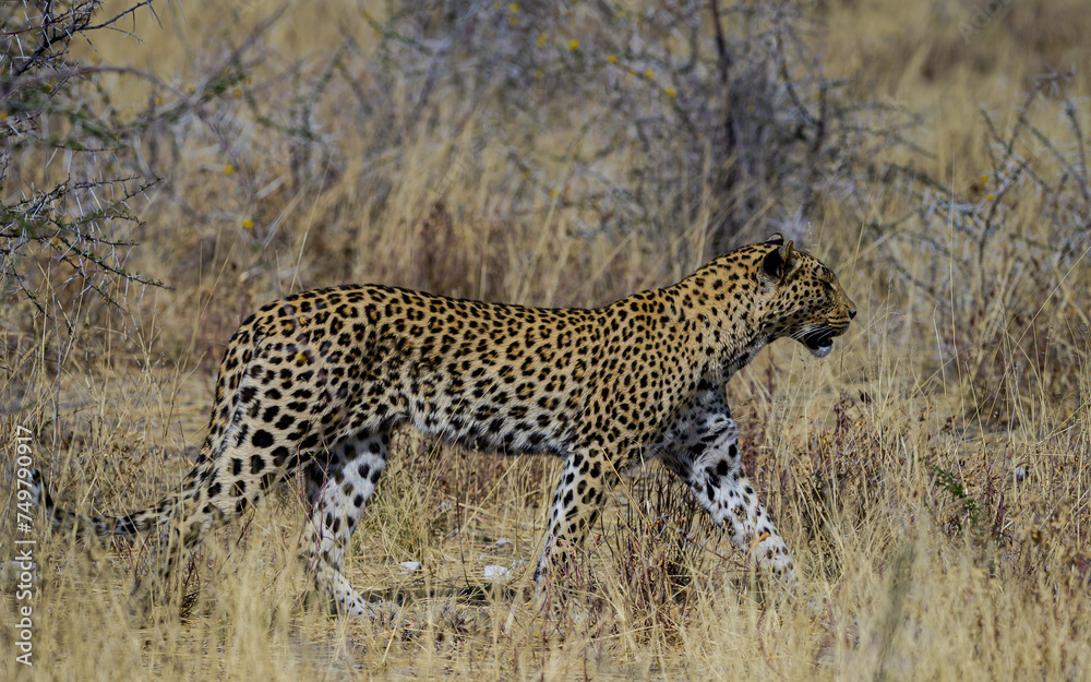Leopard in Etosha National Park Leopard in Etosha National Park