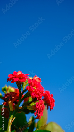 赤いカランコエの花
