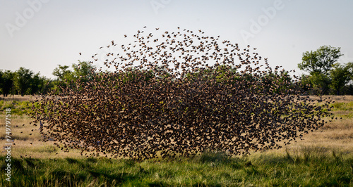 Flock or red-billes queleas photo