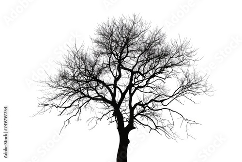 A stark black and white image of a solitary bare tree. Suitable for minimalist designs