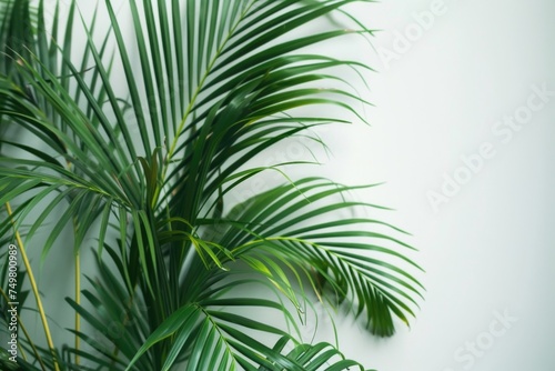 A palm tree standing in front of a white wall. Suitable for travel and vacation concepts