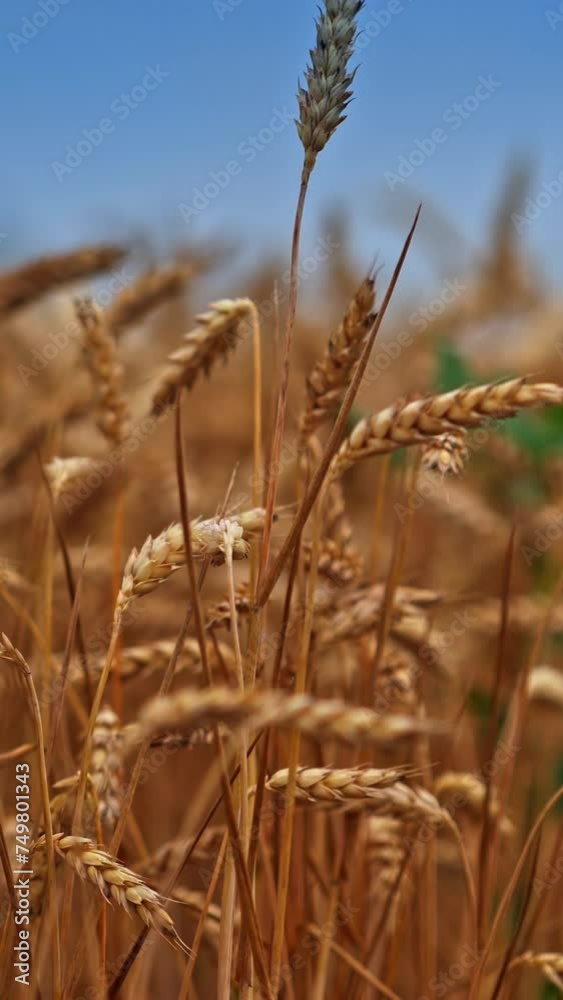 Yellow ripe spikelet of wheat swaying in the wind. Organic farming and harvesting. Wheat spikelets with ripe grains inside close up. Vertical video. Yellow ripe spikelet of wheat swaying in the wind. Organic farming and harvesting. Wheat spikelets with ripe grains inside close up. Vertical video.