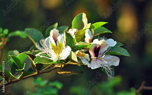 Wellangiriya (Capparis brevispina) is a herbaceous vine that grows in the dry zonal parts of Sri Lanka. It blooms during the warmer months of the year and each lasts few days.