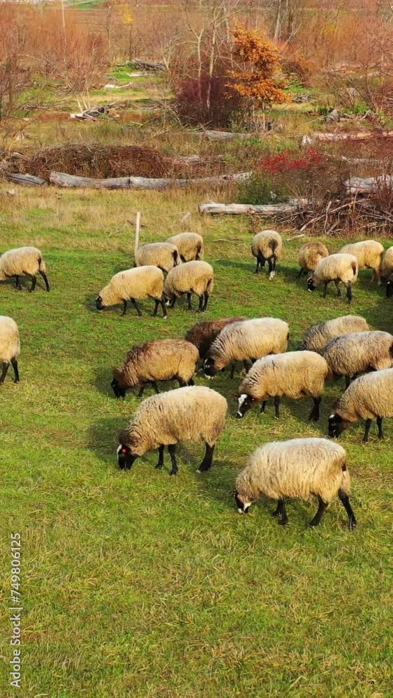 Sheep grazing outdoors. Herd of white and brown sheep feeding on a meadow. Flock of sheep and lamb in farmland. Vertical video. Sheep grazing outdoors. Herd of white and brown sheep feeding on a meadow. Flock of sheep and lamb in farmland. Vertical video.