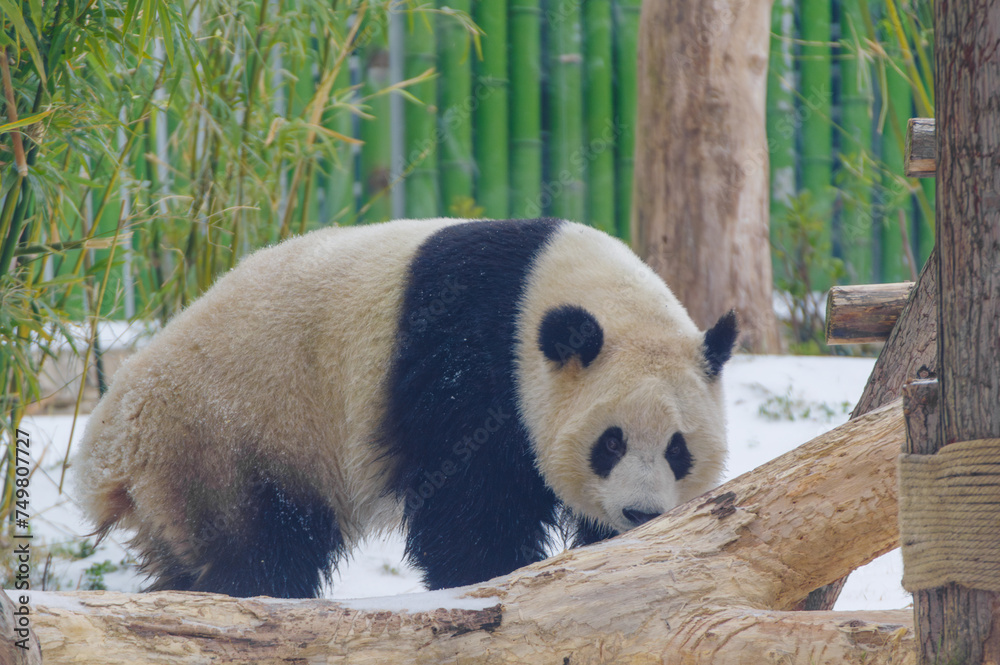 Obraz premium The cute giant panda in Wuhan Zoo