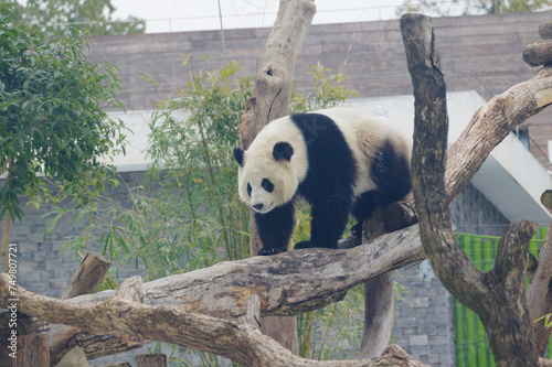 Fototapeta Naklejka Na Ścianę i Meble -  The cute giant panda in Wuhan Zoo