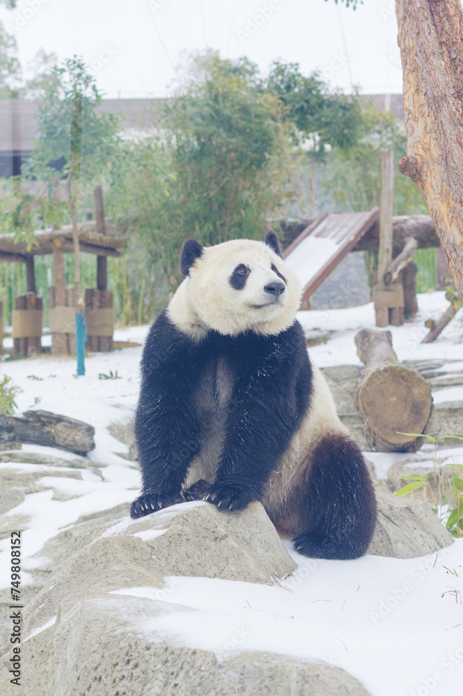 The cute giant panda in Wuhan Zoo