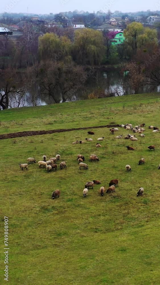 Pasture in the countryside. Herd of sheep grazing on field on rural scenery background. Group of woolly animals on a meadow. Livestock agriculture. Vertical video. Pasture in the countryside. Herd of sheep grazing on field on rural scenery background. Group of woolly animals on a meadow. Livestock agriculture. Vertical video.