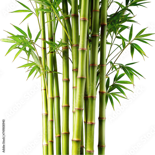 Bamboo on White Background with Leaves, Tree in Nature, Zen Japanese Garden Illustration – Vector Tropical Asia Growth, China Flora Decoration