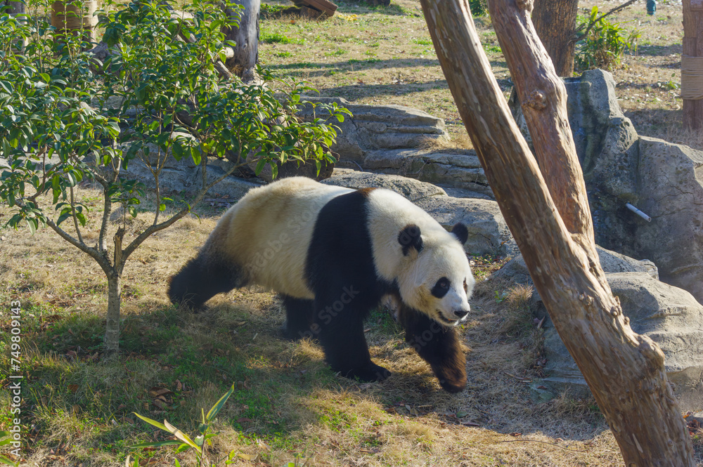 Fototapeta premium The cute giant panda in Wuhan Zoo
