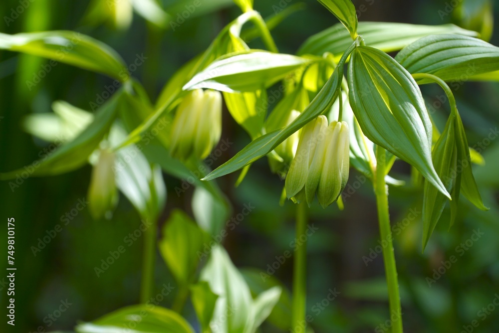 山野草のホウチャクソウの花 山野草のホウチャクソウの花