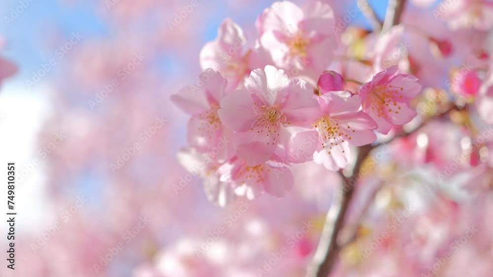 Blooming blossoms of sakura cherry tree in sunlight against blue sky, springtime. Blooming blossoms of sakura cherry tree in sunlight against blue sky, springtime.