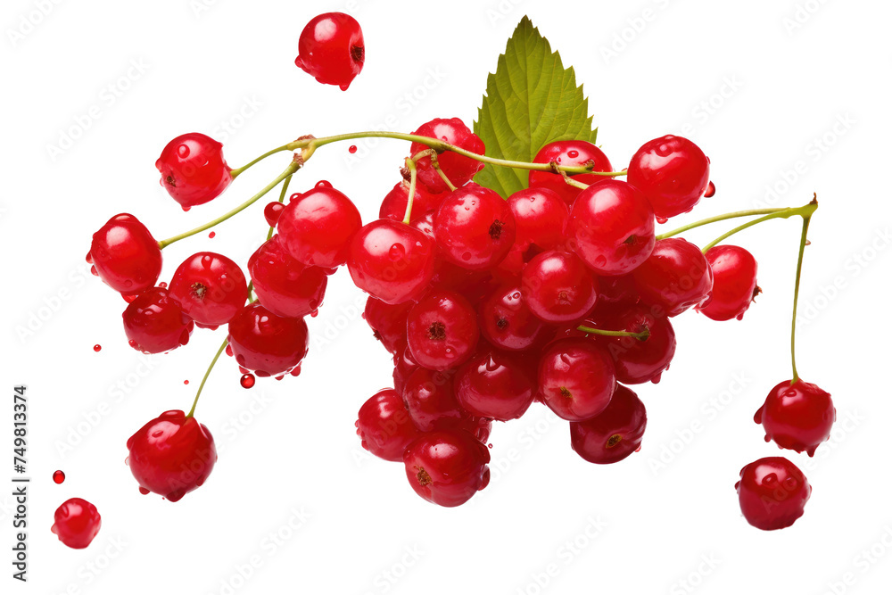 Cluster of Red Berries With Leaves. A close up view of a cluster of red berries with green leaves attached set against a clean white background. The berries are small and round. Cluster of Red Berries With Leaves. A close up view of a cluster of red berries with green leaves attached set against a clean white background. The berries are small and round.