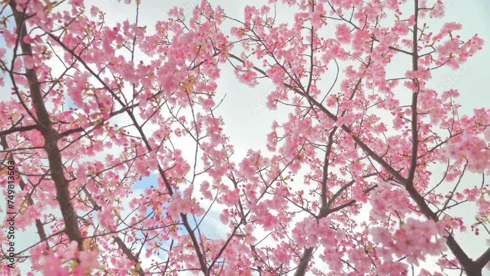 A cherry blossom bush on a windy cloudy day. It's early spring A cherry blossom bush on a windy cloudy day. It's early spring