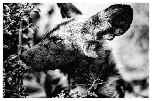 wild dog portrait in pungwe