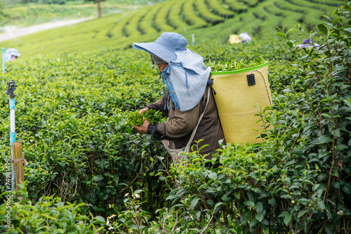 Worker picking tea leaves in  Choui Fong tea plantation, at  Chiangrai province, Northern of Thailandce, Northern of Thailand
