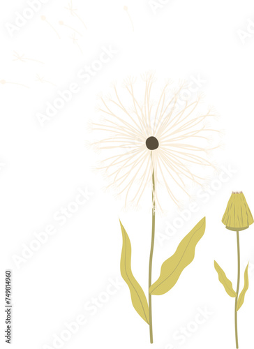 Antique color plant flower illustration: Dandelion (Taraxacum officinale)