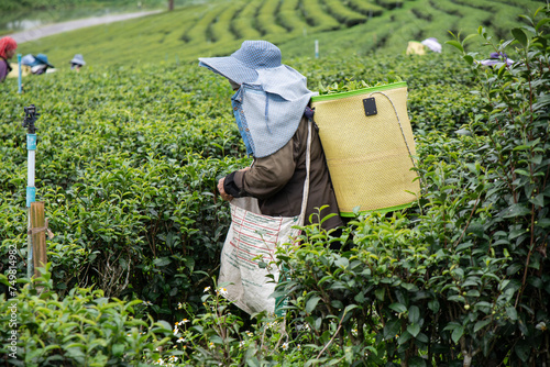 Worker picking tea leaves in  Choui Fong tea plantation, at  Chiangrai province, Northern of Thailandce, Northern of Thailand photo