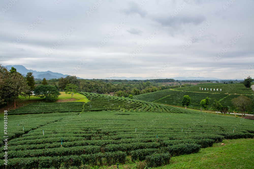 landscape view of choui fong tea plantation with blue sky at  Chiangrai province, Northern of Thailand