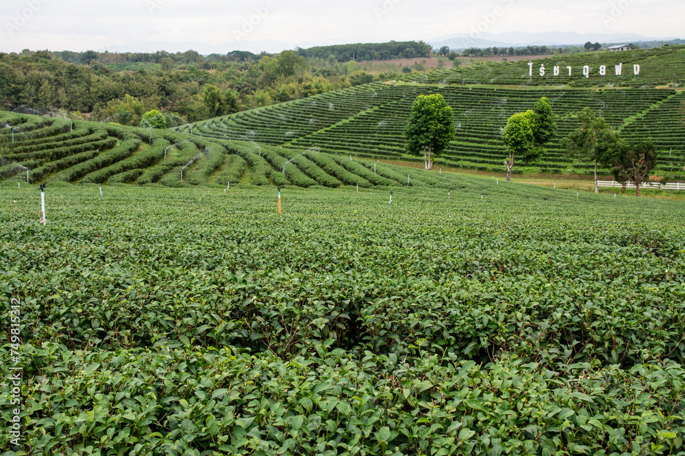 CHIANG RAI, THAILAND - DECEMBER 22, 2023: The big sign of Choui Fong Tea Plantation is famous landmark in Chiang Rai