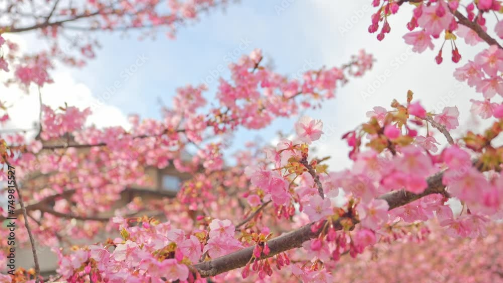 Blooming blossoms of sakura cherry tree in sunlight against blue sky, springtime. Blooming blossoms of sakura cherry tree in sunlight against blue sky, springtime.