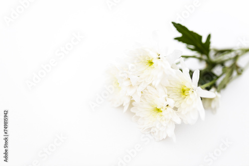 Fototapeta Naklejka Na Ścianę i Meble -  White flower close on a clear white background. Mother's Day card. Spring and summer background with white chrysantemum. Presents for woman. Mockup. Layout. 