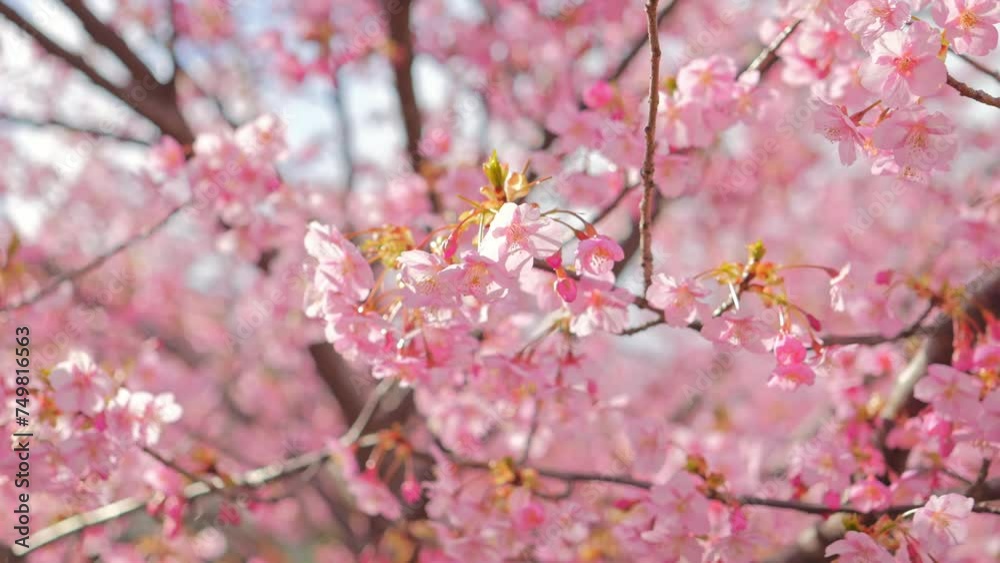 pink sakura blossoms in spring in Japan, close up of cherry blossom flowers pink sakura blossoms in spring in Japan, close up of cherry blossom flowers